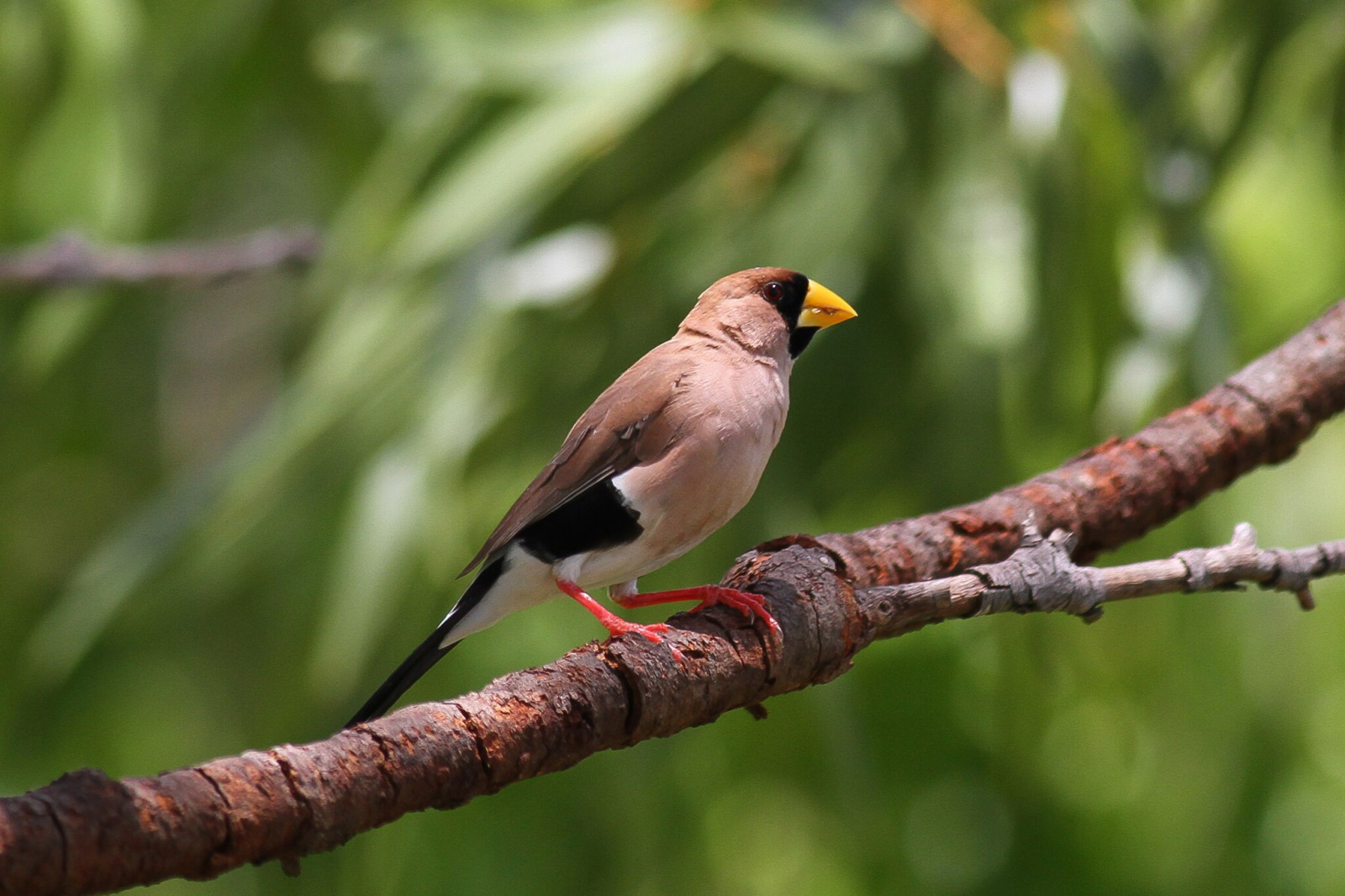 image Masked Finch